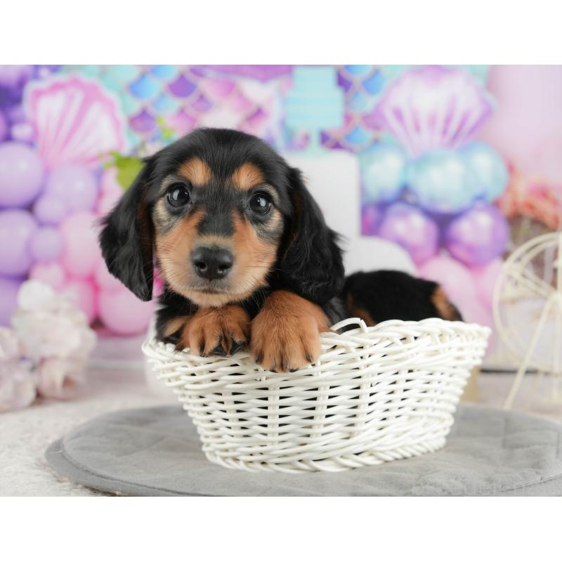 販売中の静岡県のミニチュアダックスフンド(ロングヘアード)-423127の8枚目