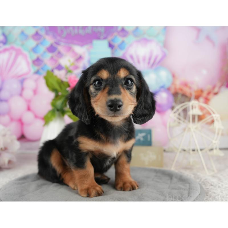 販売中の静岡県のミニチュアダックスフンド(ロングヘアード)-423127の7枚目