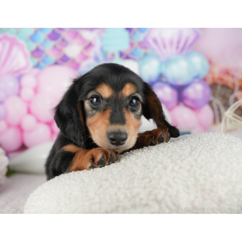 販売中の静岡県のミニチュアダックスフンド(ロングヘアード)-423127の6枚目