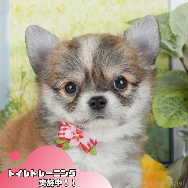 販売中の静岡県のチワワ(ロングコート)-423126