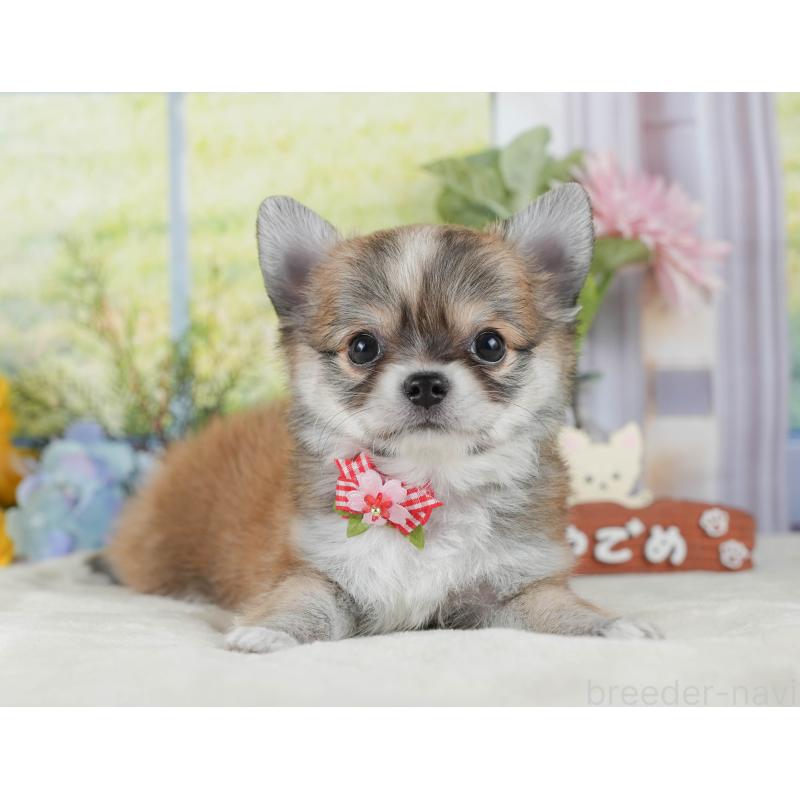 販売中の静岡県のチワワ(ロングコート)-423126の12枚目