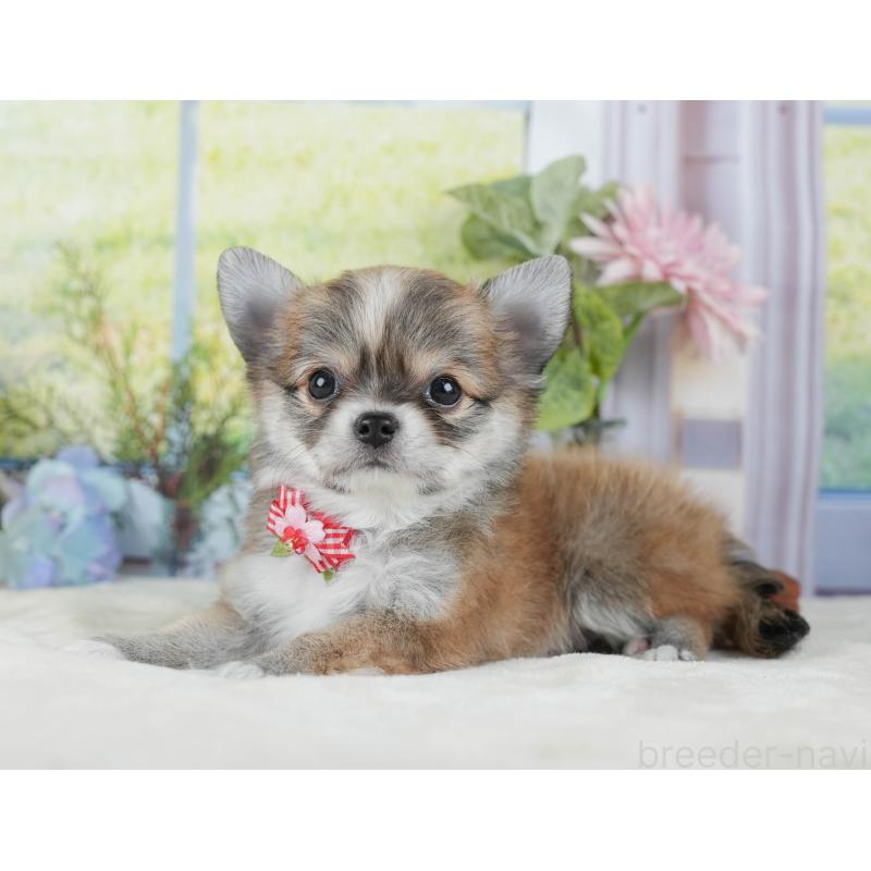 販売中の静岡県のチワワ(ロングコート)-423126の10枚目