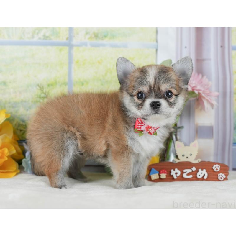 販売中の静岡県のチワワ(ロングコート)-423126の9枚目