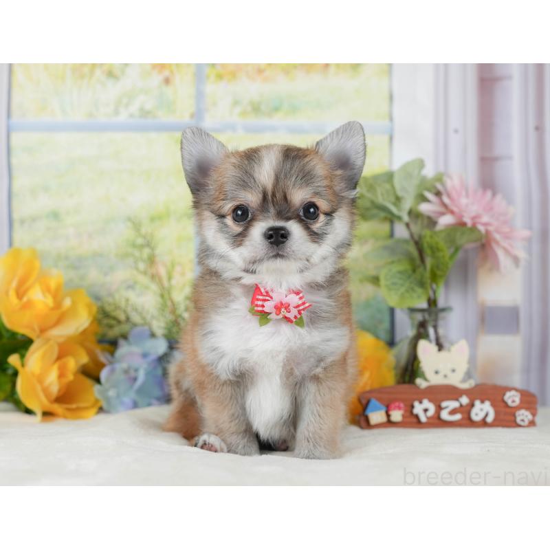 販売中の静岡県のチワワ(ロングコート)-423126の8枚目