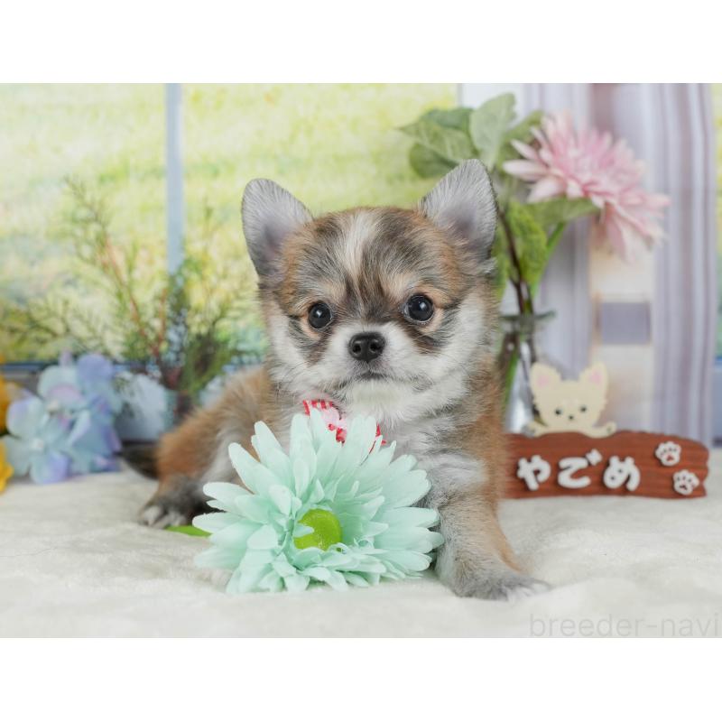 販売中の静岡県のチワワ(ロングコート)-423126の6枚目