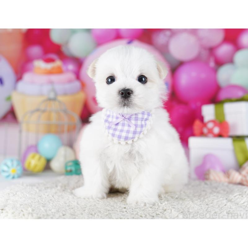 成約済の千葉県のマルチーズ-422638の12枚目