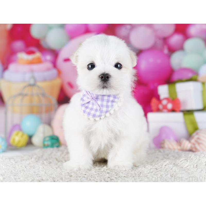 成約済の千葉県のマルチーズ-422638の11枚目