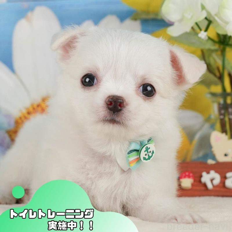 販売中の静岡県のチワワ(ロングコート)-423125