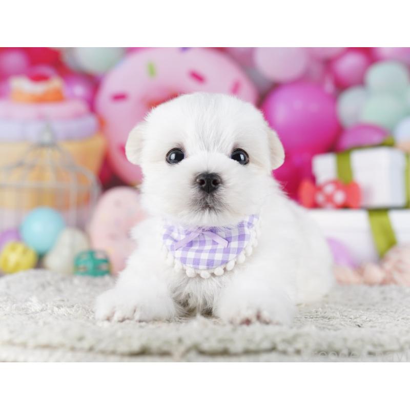 成約済の千葉県のマルチーズ-422638の10枚目