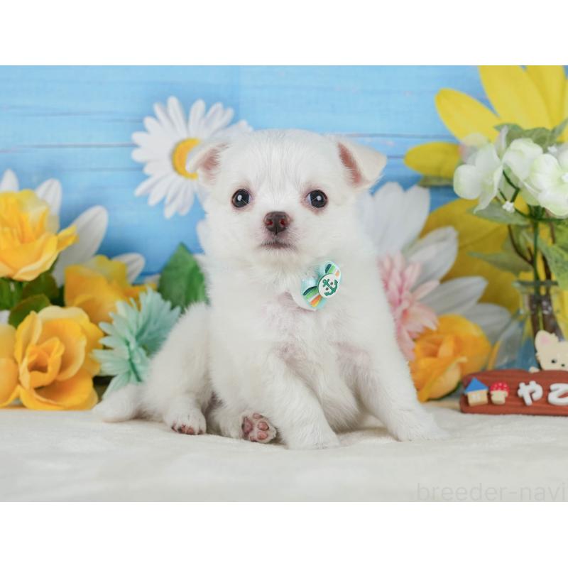 販売中の静岡県のチワワ(ロングコート)-423125の11枚目