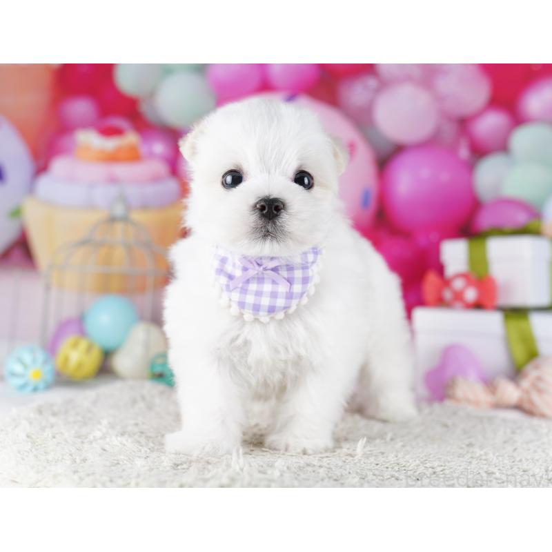 成約済の千葉県のマルチーズ-422638の9枚目