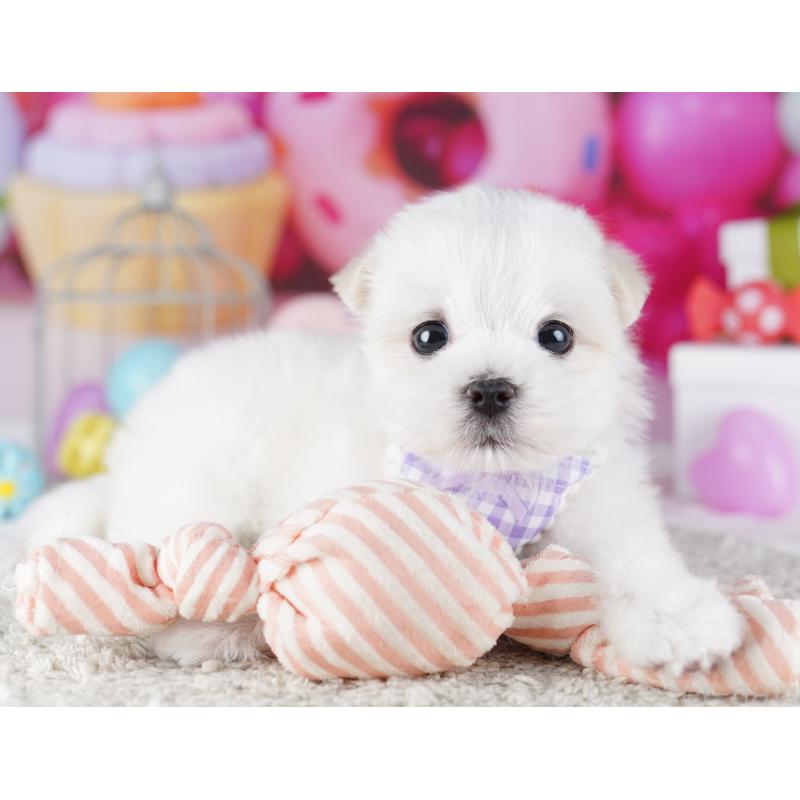 成約済の千葉県のマルチーズ-422638の8枚目