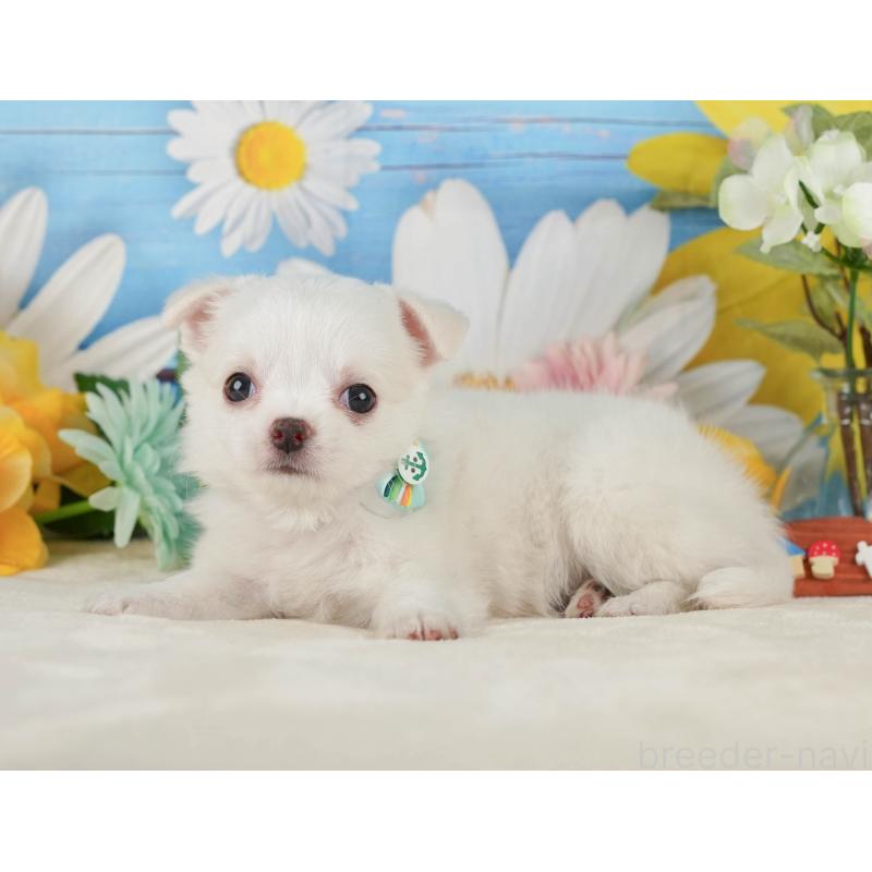 販売中の静岡県のチワワ(ロングコート)-423125の7枚目