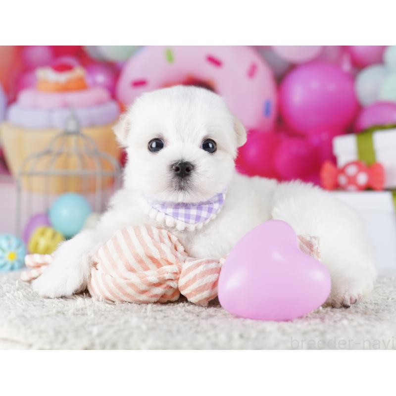 成約済の千葉県のマルチーズ-422638の7枚目