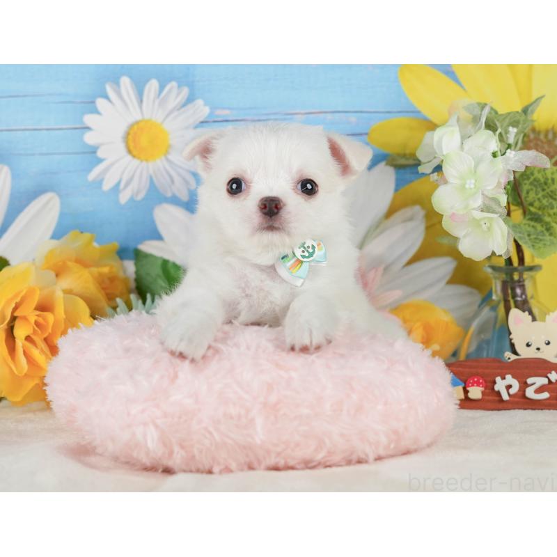 販売中の静岡県のチワワ(ロングコート)-423125の6枚目