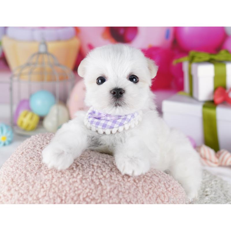 成約済の千葉県のマルチーズ-422638の6枚目