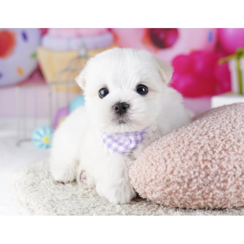 成約済の千葉県のマルチーズ-422638の5枚目