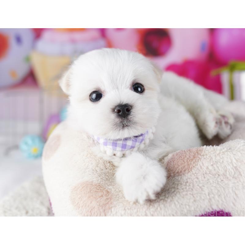 成約済の千葉県のマルチーズ-422638の1枚目