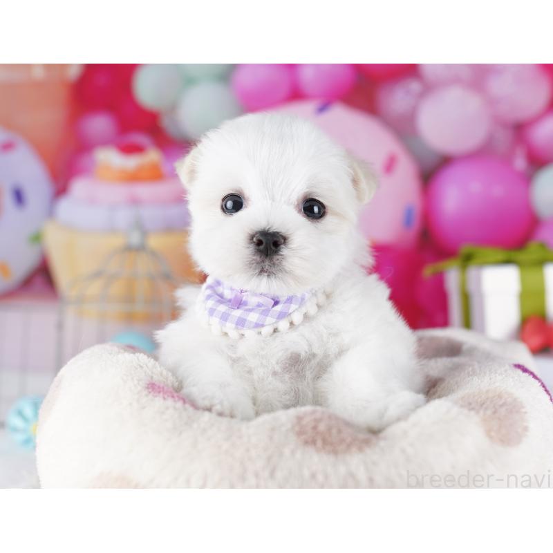 成約済の千葉県のマルチーズ-422638の4枚目