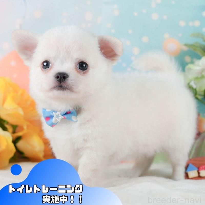 販売中の静岡県のチワワ(ロングコート)-423123