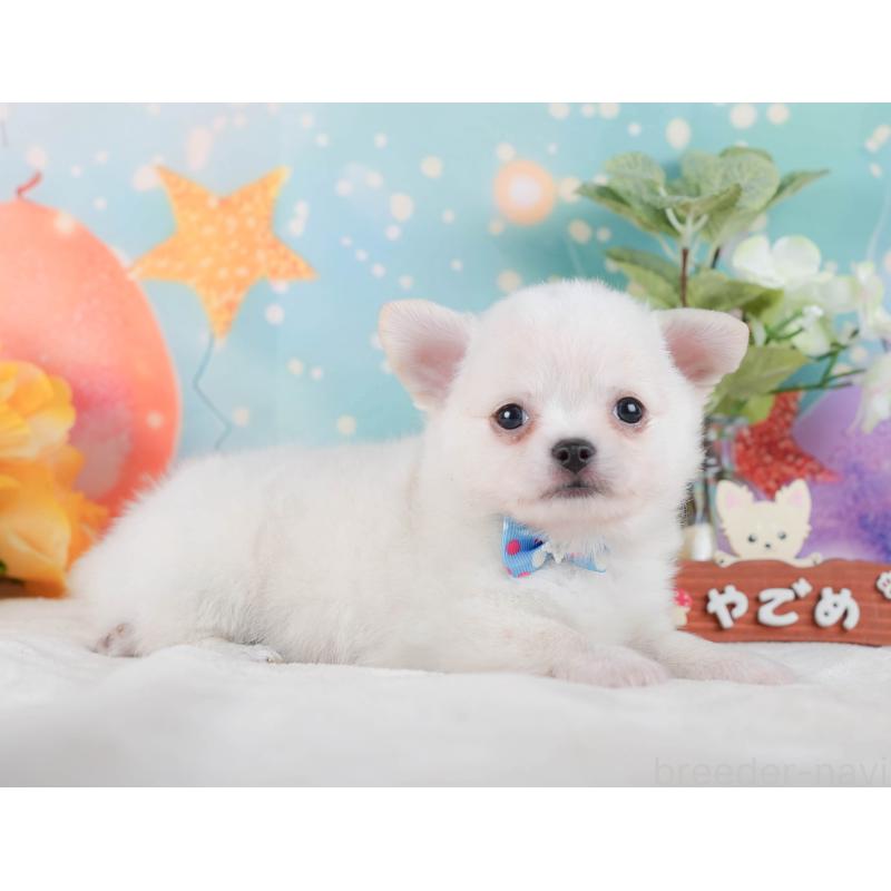 販売中の静岡県のチワワ(ロングコート)-423123の8枚目