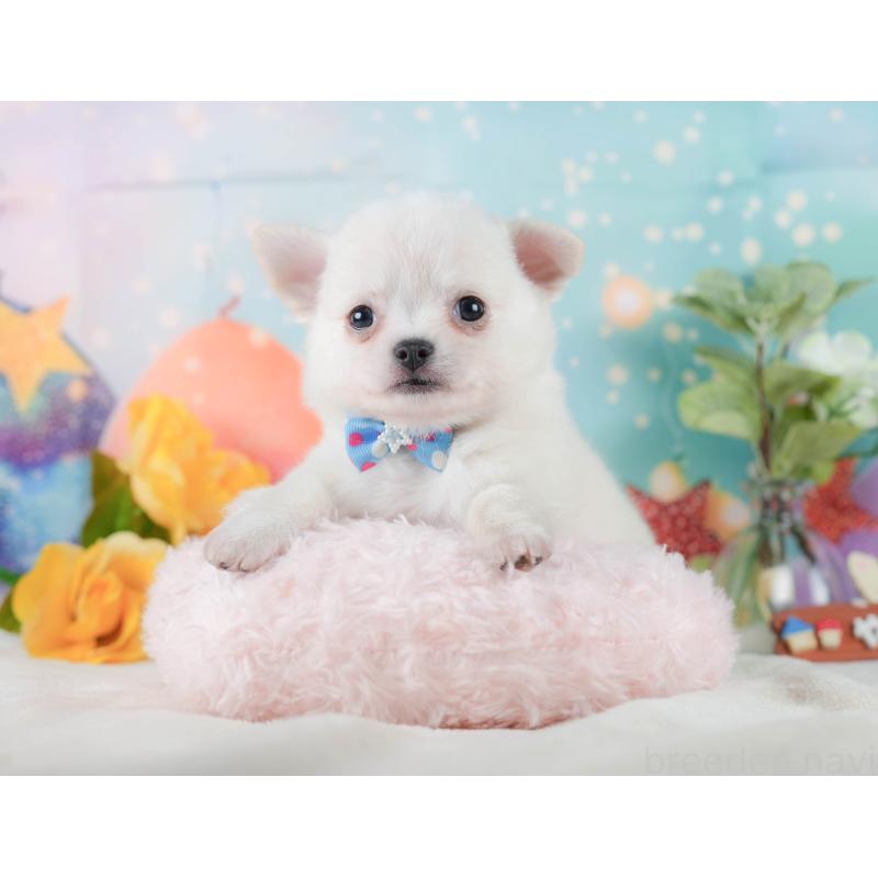 販売中の静岡県のチワワ(ロングコート)-423123の7枚目