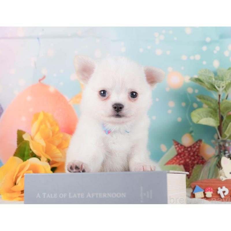 販売中の静岡県のチワワ(ロングコート)-423123の6枚目