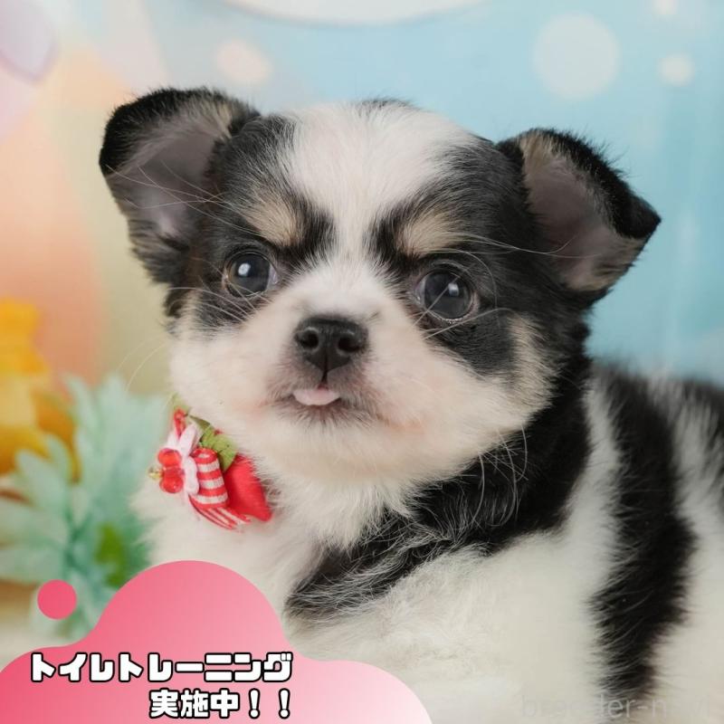 販売中の静岡県のチワワ(ロングコート)-423121