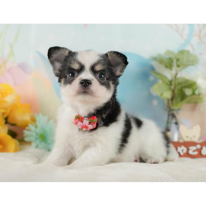 販売中の静岡県のチワワ(ロングコート)-423121の12枚目