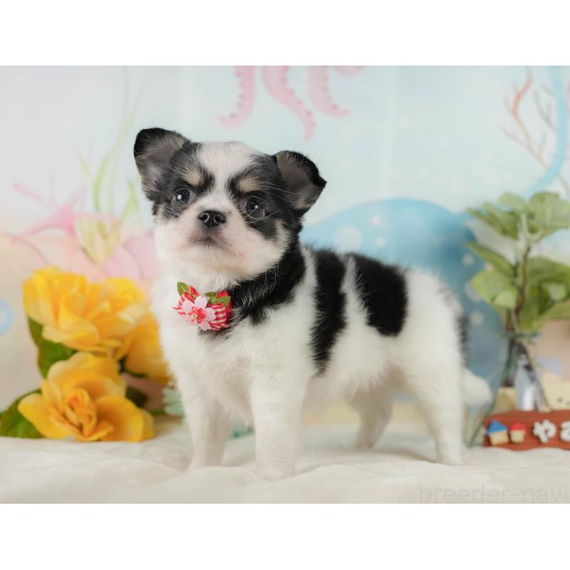 販売中の静岡県のチワワ(ロングコート)-423121の11枚目