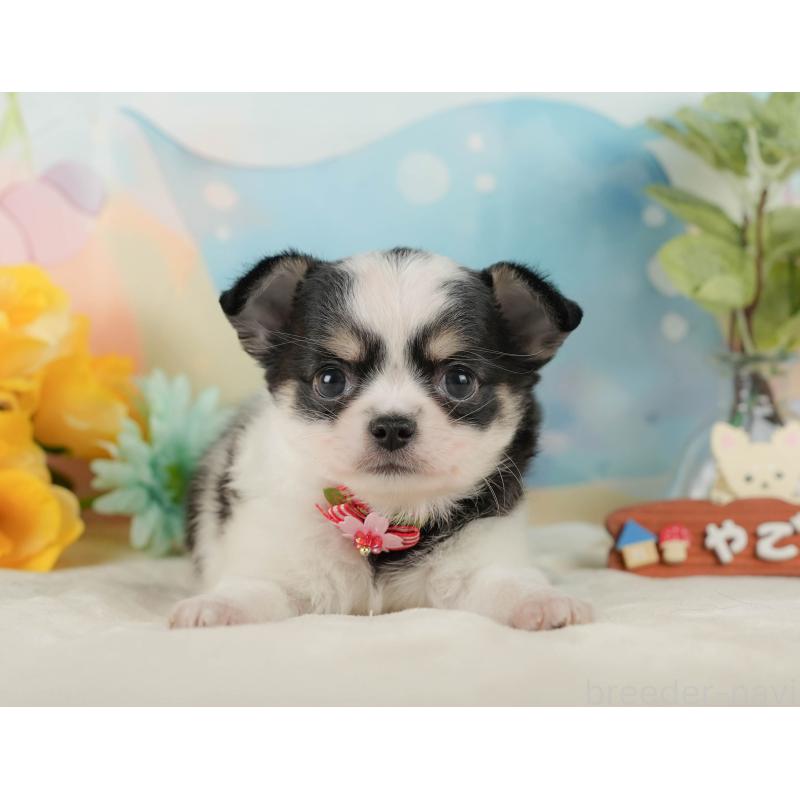 販売中の静岡県のチワワ(ロングコート)-423121の10枚目