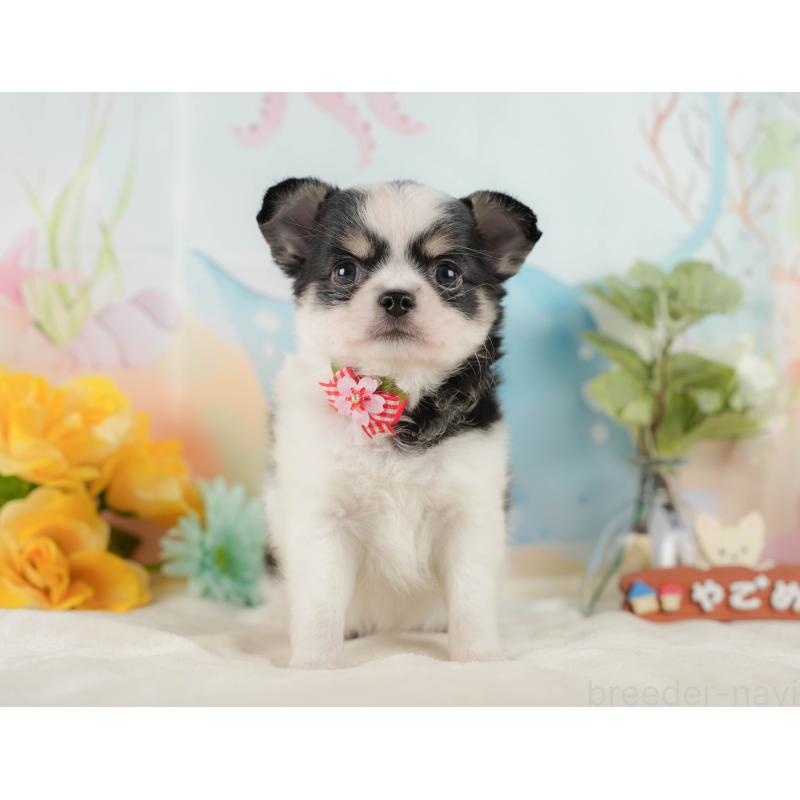 販売中の静岡県のチワワ(ロングコート)-423121の9枚目