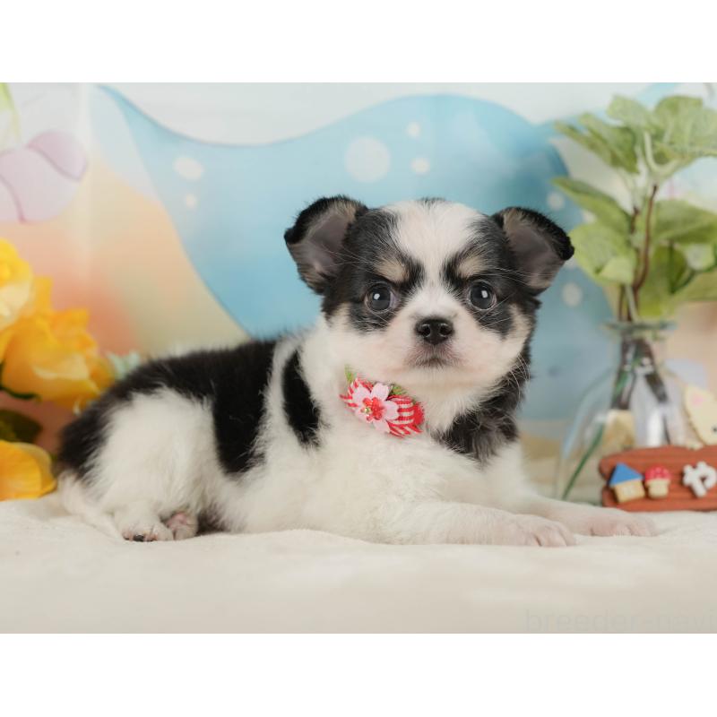 販売中の静岡県のチワワ(ロングコート)-423121の8枚目