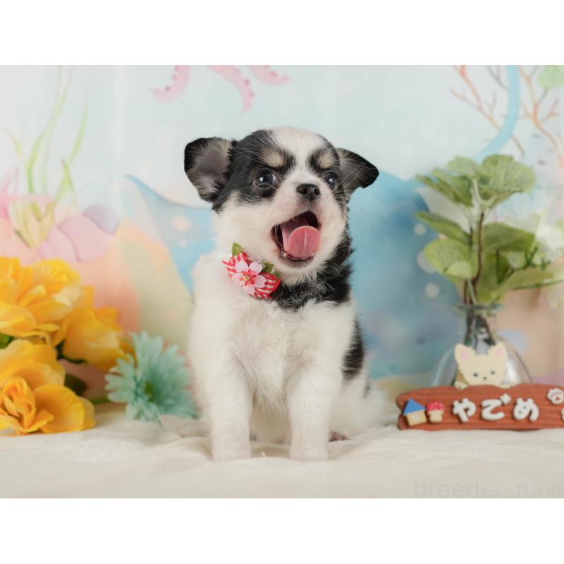 販売中の静岡県のチワワ(ロングコート)-423121の7枚目