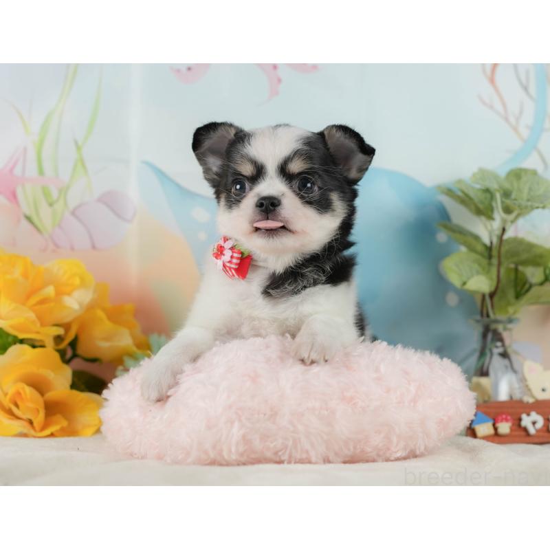 販売中の静岡県のチワワ(ロングコート)-423121の6枚目