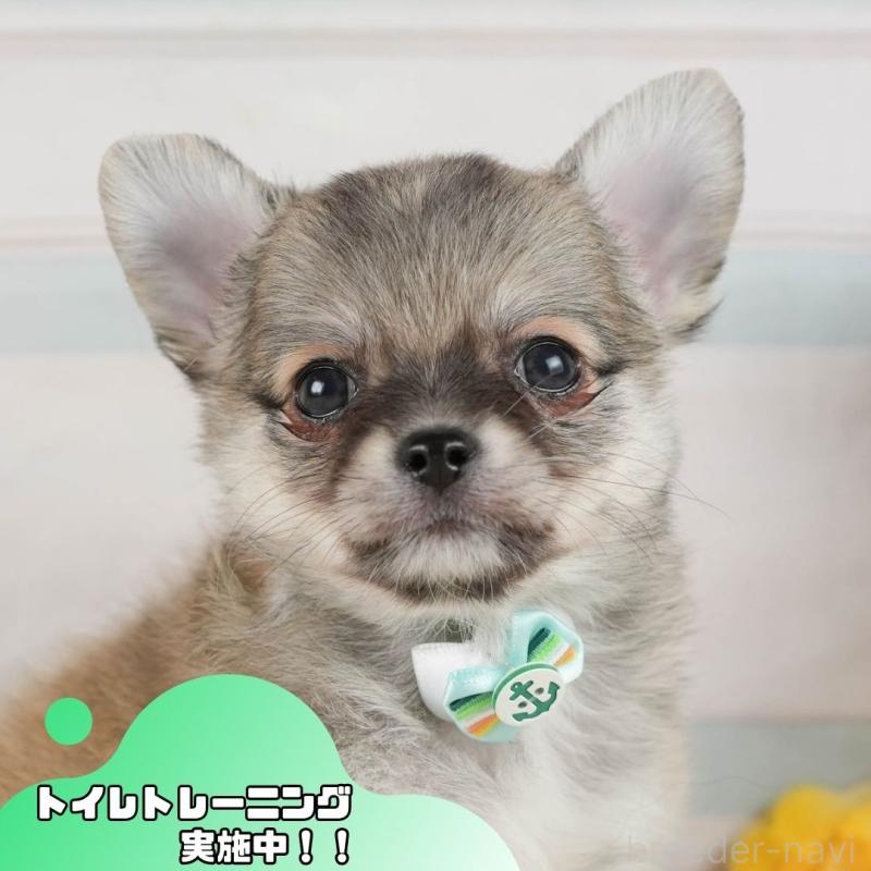 販売中の静岡県のチワワ(ロングコート)-423119の1枚目