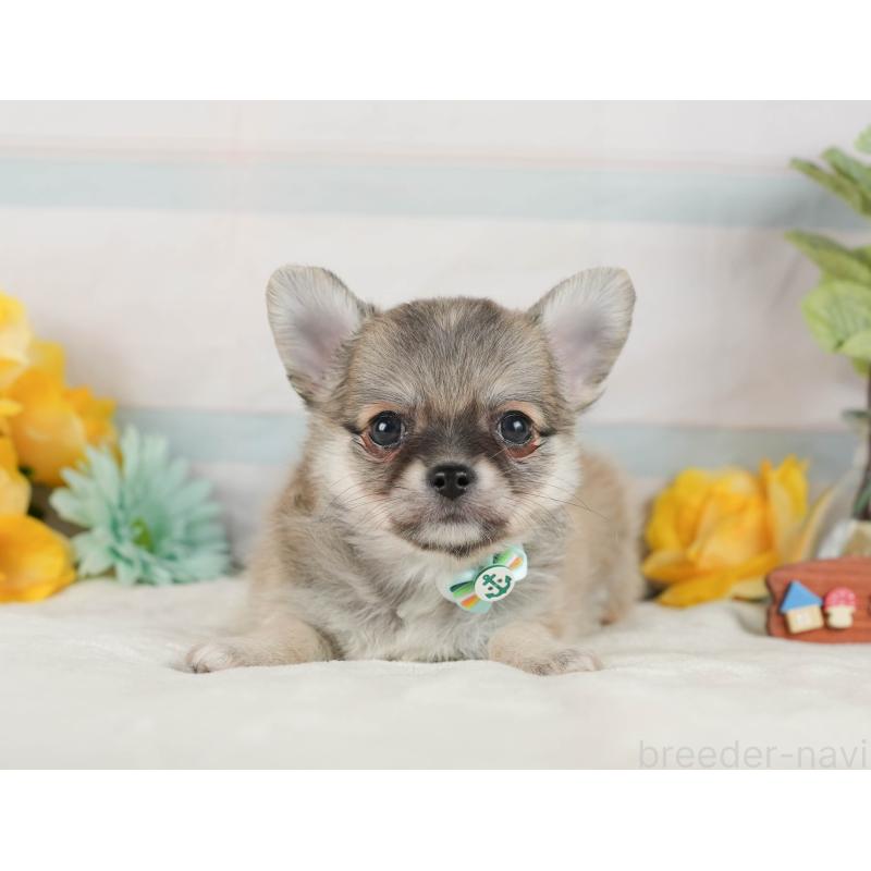 販売中の静岡県のチワワ(ロングコート)-423119の12枚目