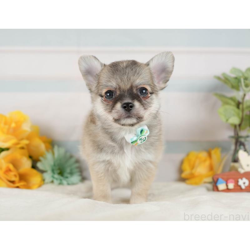 販売中の静岡県のチワワ(ロングコート)-423119の11枚目