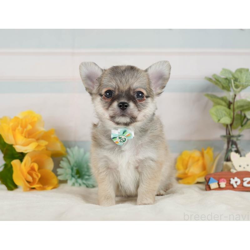 販売中の静岡県のチワワ(ロングコート)-423119の10枚目