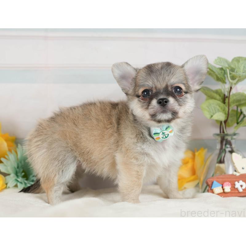 販売中の静岡県のチワワ(ロングコート)-423119の9枚目