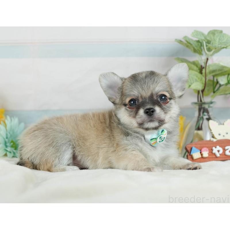 販売中の静岡県のチワワ(ロングコート)-423119の7枚目