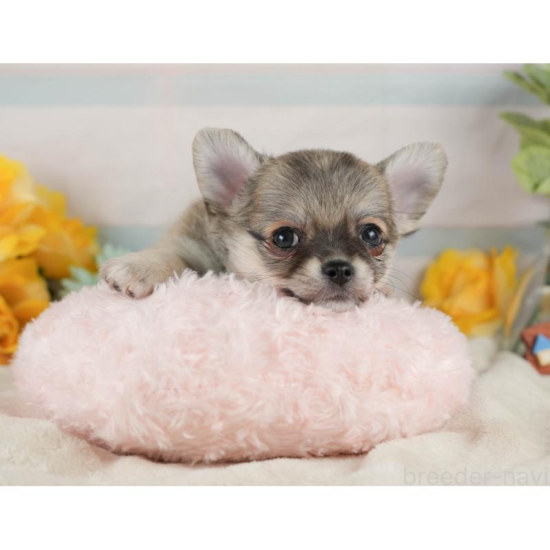 販売中の静岡県のチワワ(ロングコート)-423119の6枚目