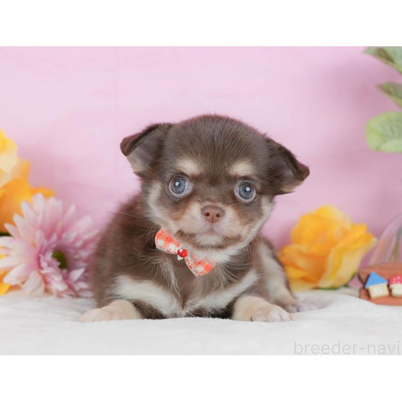 販売中の静岡県のチワワ(ロングコート)-423117の12枚目