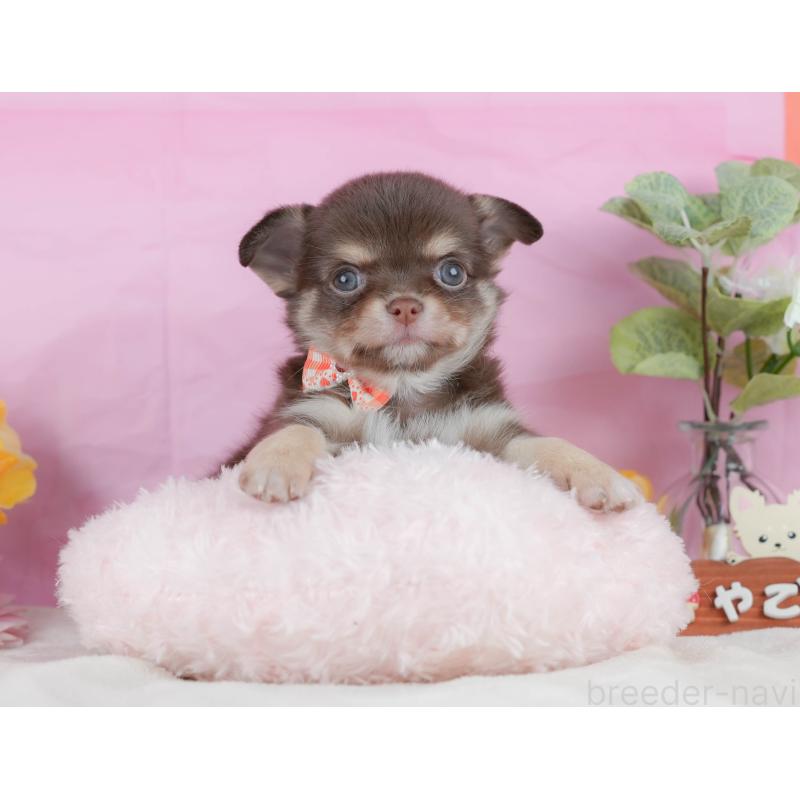 販売中の静岡県のチワワ(ロングコート)-423117の11枚目