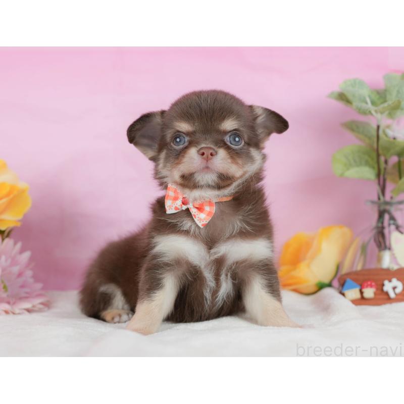 販売中の静岡県のチワワ(ロングコート)-423117の10枚目