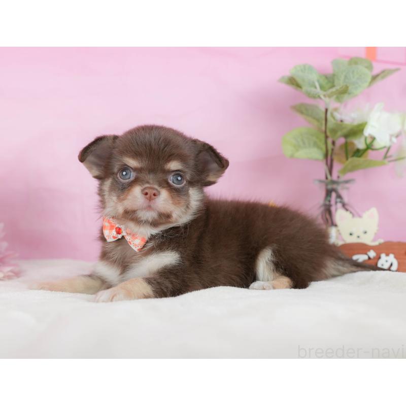 販売中の静岡県のチワワ(ロングコート)-423117の9枚目