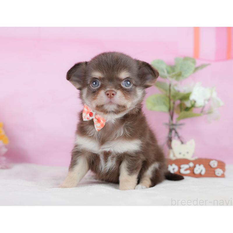 販売中の静岡県のチワワ(ロングコート)-423117の8枚目