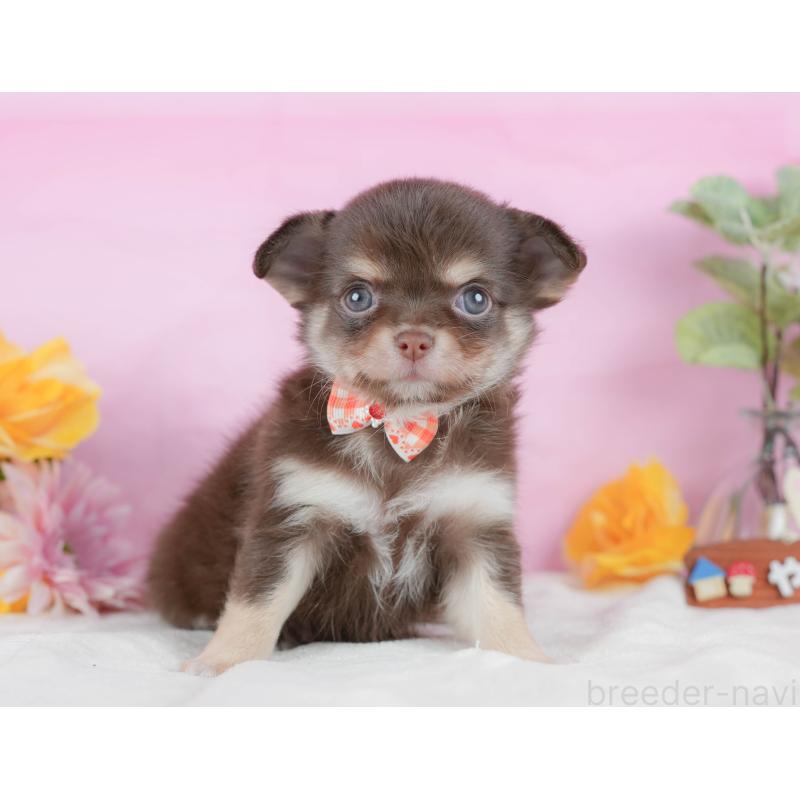 販売中の静岡県のチワワ(ロングコート)-423117の7枚目