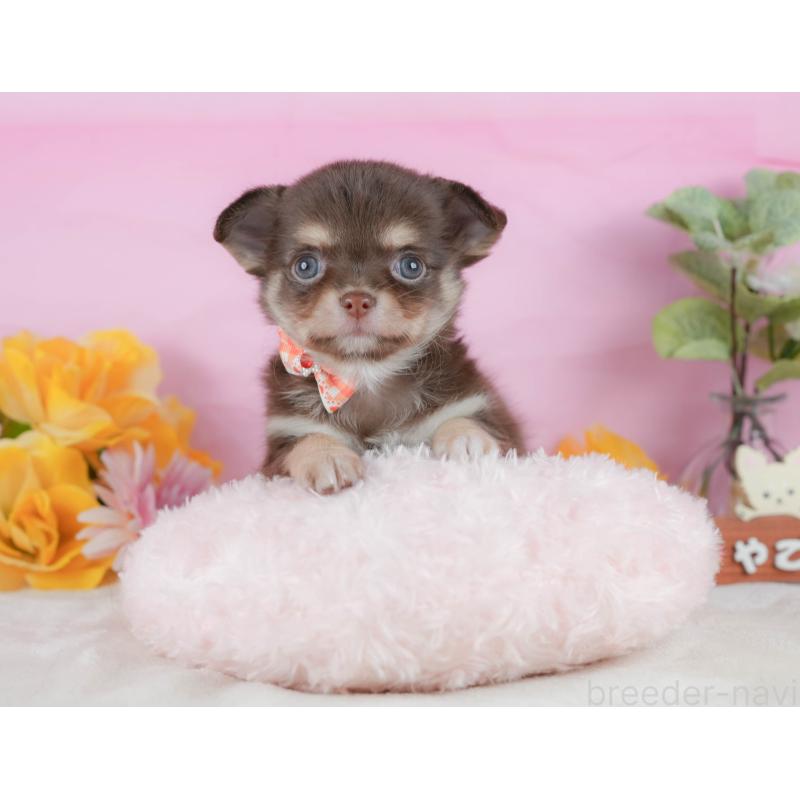 販売中の静岡県のチワワ(ロングコート)-423117の6枚目