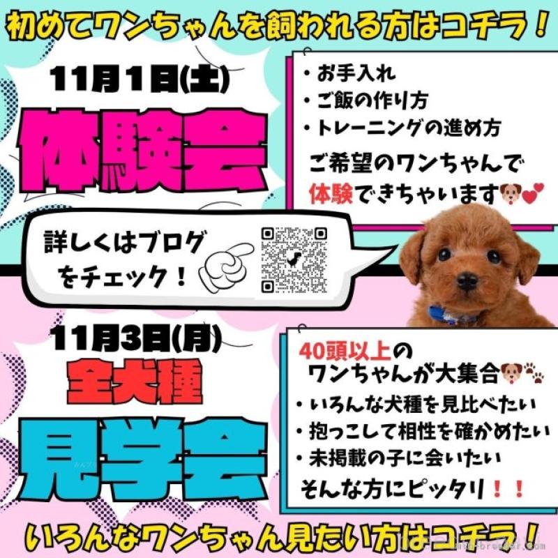 販売中の静岡県のトイプードル-423116の17枚目